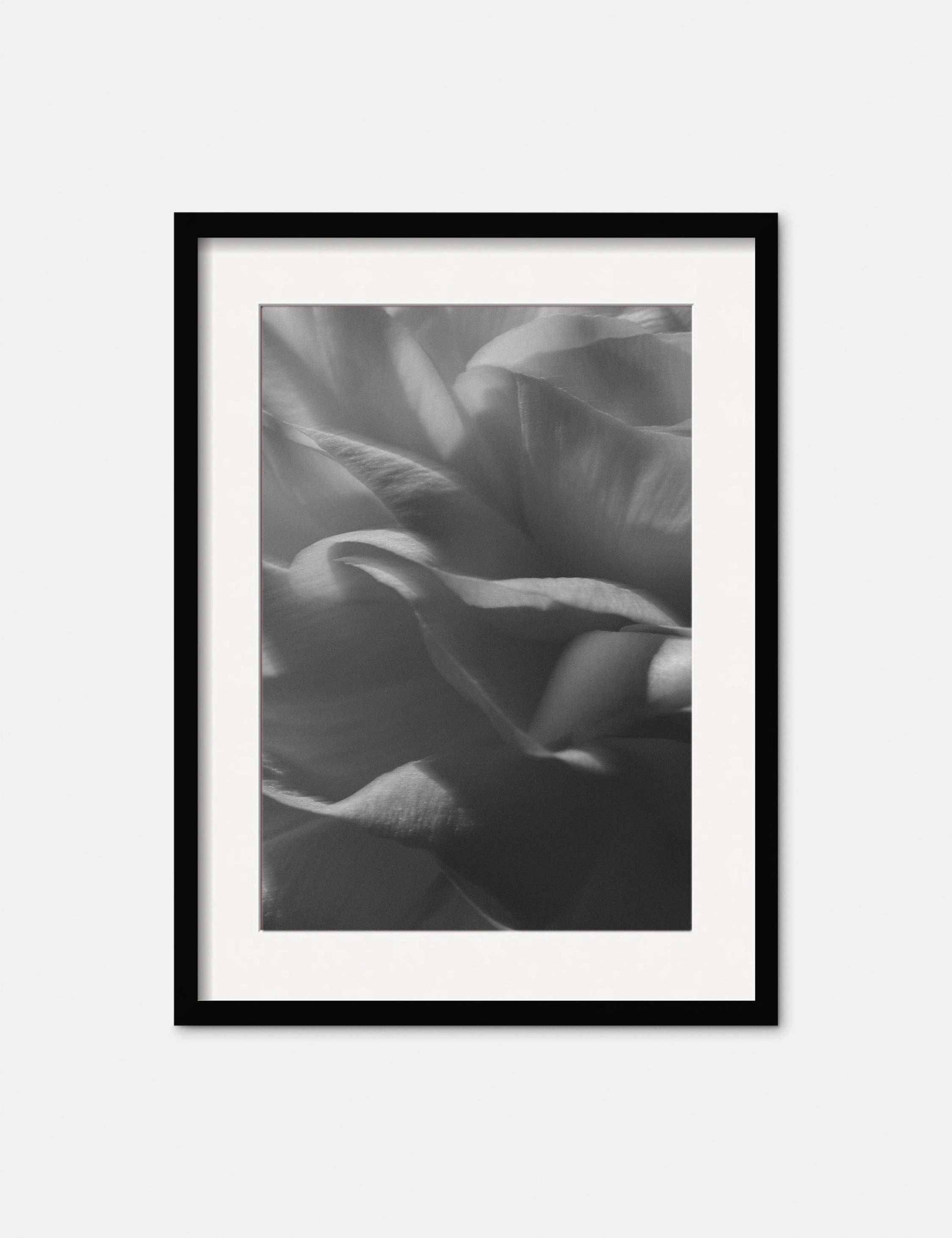 Ranunculus 3 Photography Print by Carley Rudd 