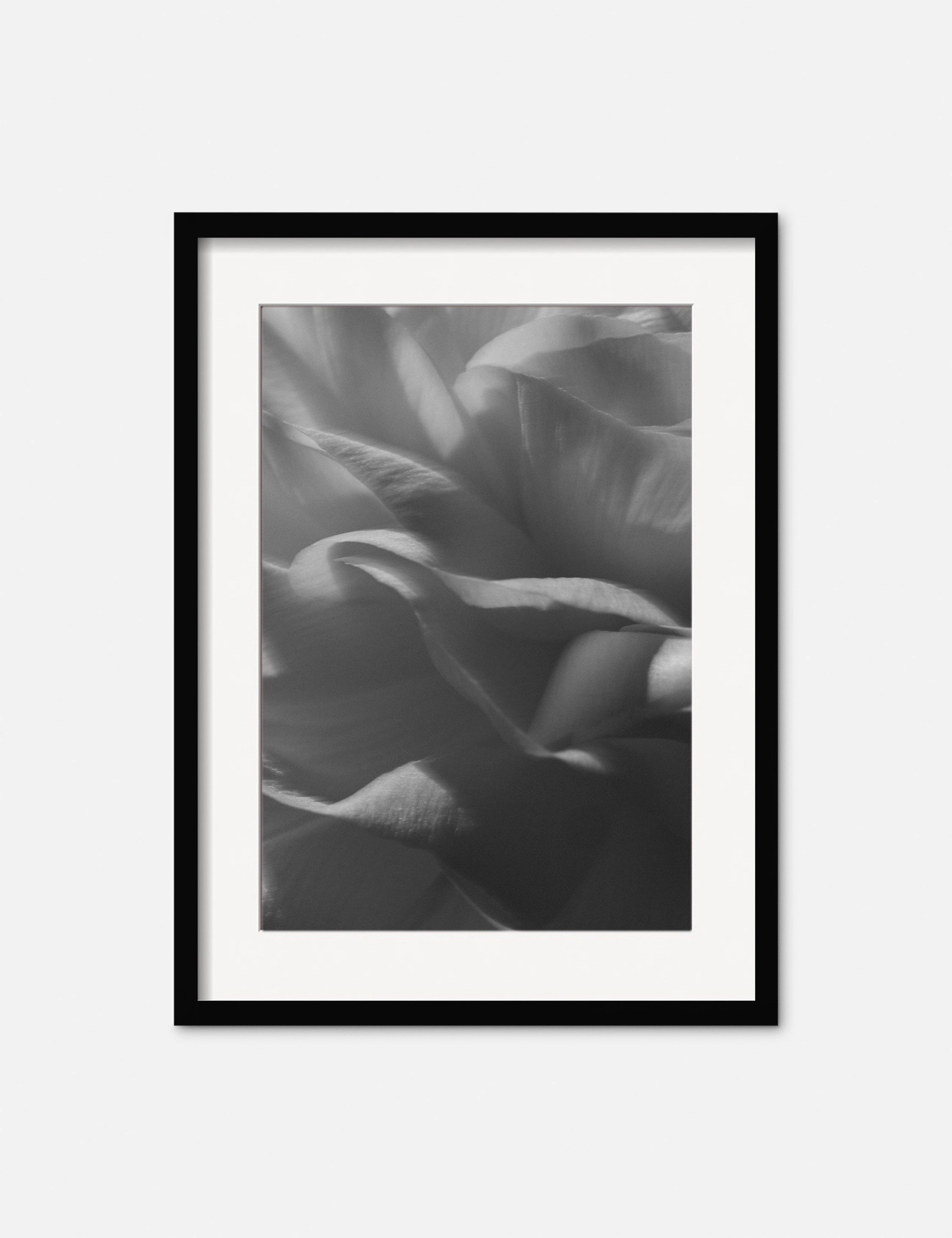 Ranunculus 3 Photography Print by Carley Rudd 