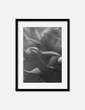 Ranunculus 3 Photography Print by Carley Rudd 