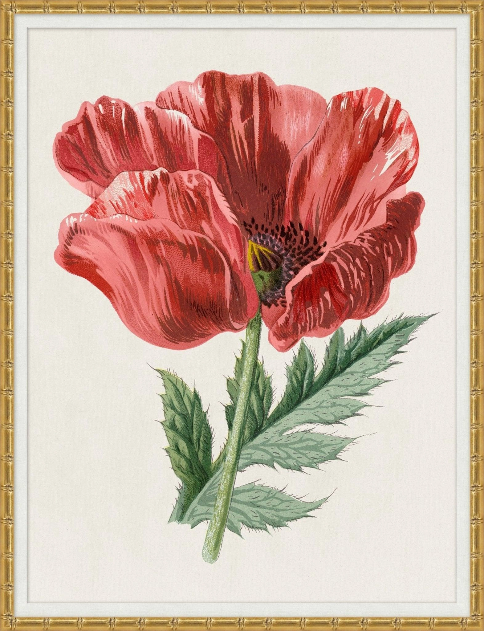 Red Poppy Flower Framed Wall Art 
