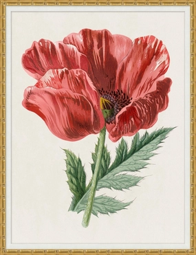 Red Poppy Flower Framed Wall Art 