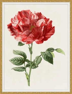 Red Rose Framed Wall Art 