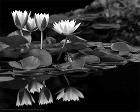 Reflections on Water 
