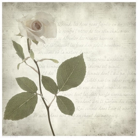 Retro Rose 