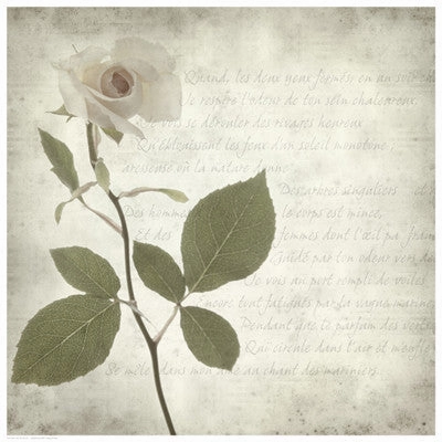 Retro Rose 