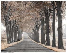 Road Through Tree Alley 