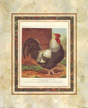 Rose-Combed Dorking Cock 