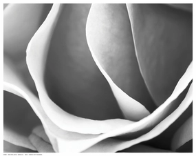Rose Petal Detail 