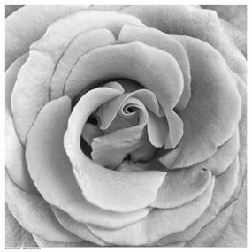 Rose Swirl II 