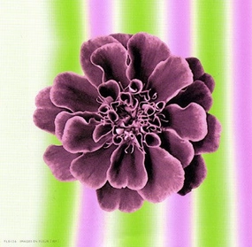 Ruffles in Rose 