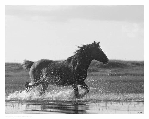 Run Like the Wind 