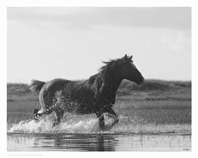 Run Like the Wind 