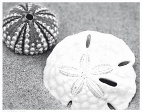 Sand Dollar and Sea Urchin 