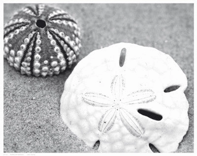 Sand Dollar and Sea Urchin 