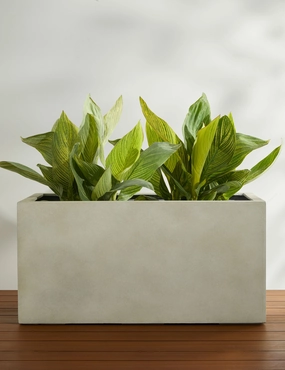 Sandal Planter by Campania International 