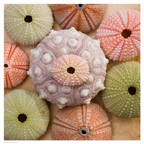 Sea Urchin Group 