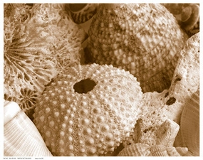 Sea Urchins 