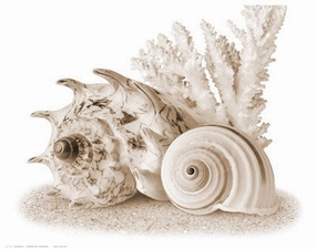 Seashells I 
