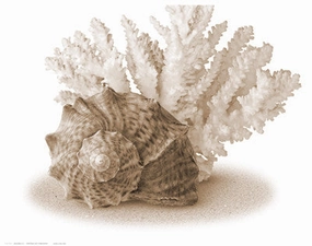 Seashells II 