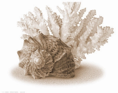 Seashells II 