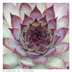 Sempervivum Florette 