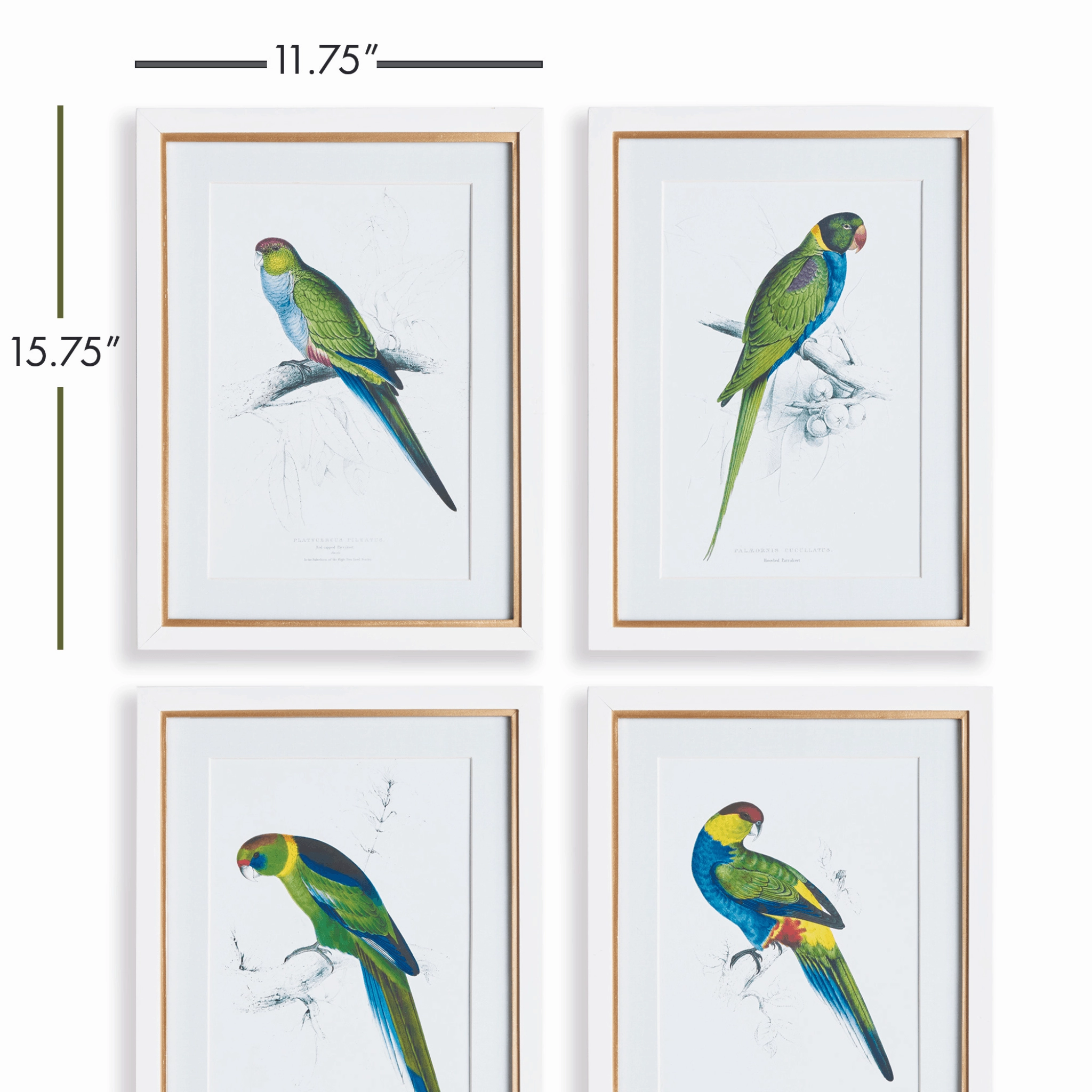 Set of 4 Colorful Parrot Framed Prints