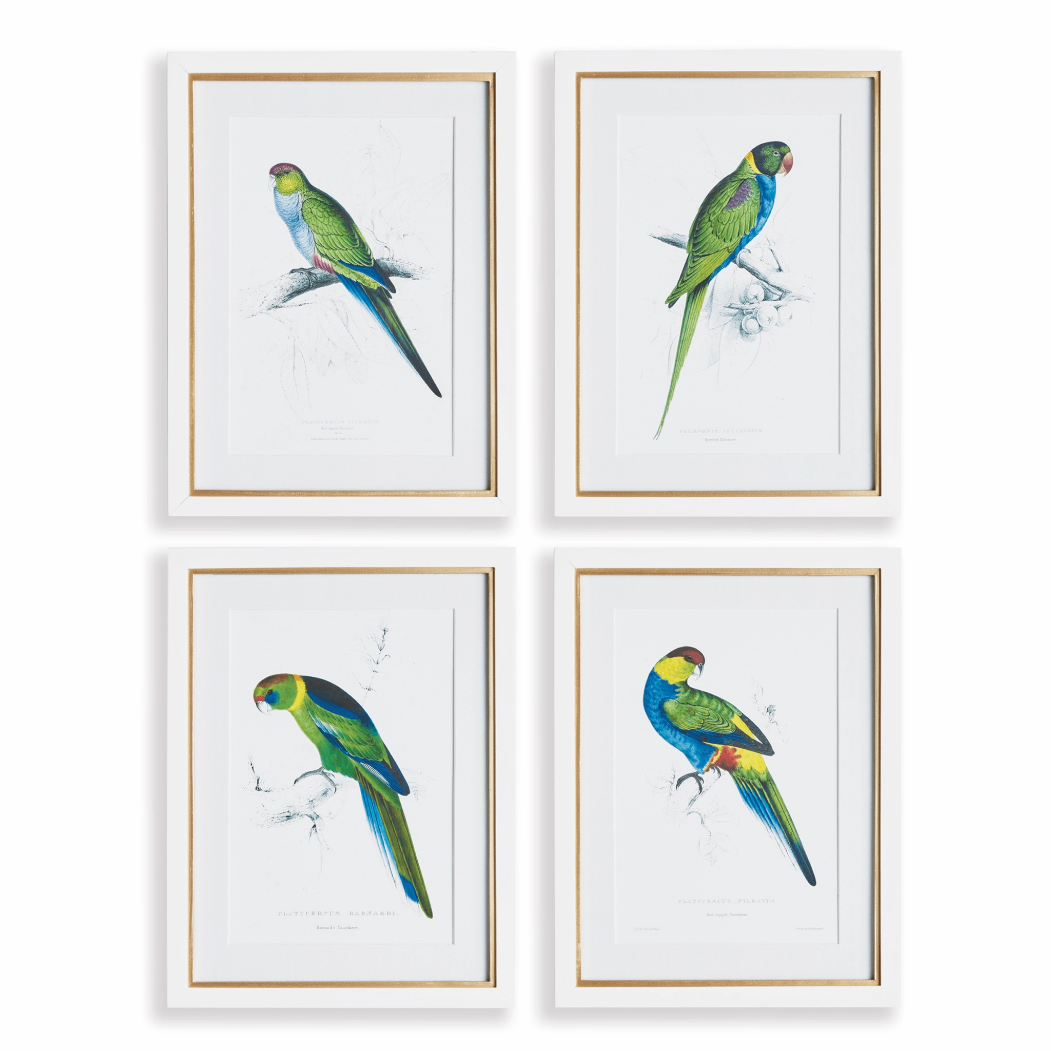 Set of 4 Colorful Parrot Framed Prints 