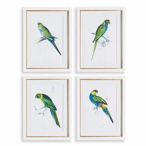 Set of 4 Colorful Parrot Framed Prints 