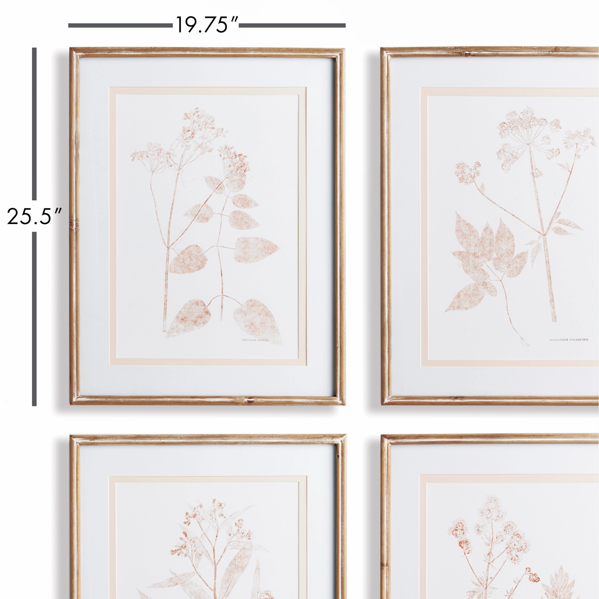 Set of 4 Framed Blush Botanical Study Wall Prints