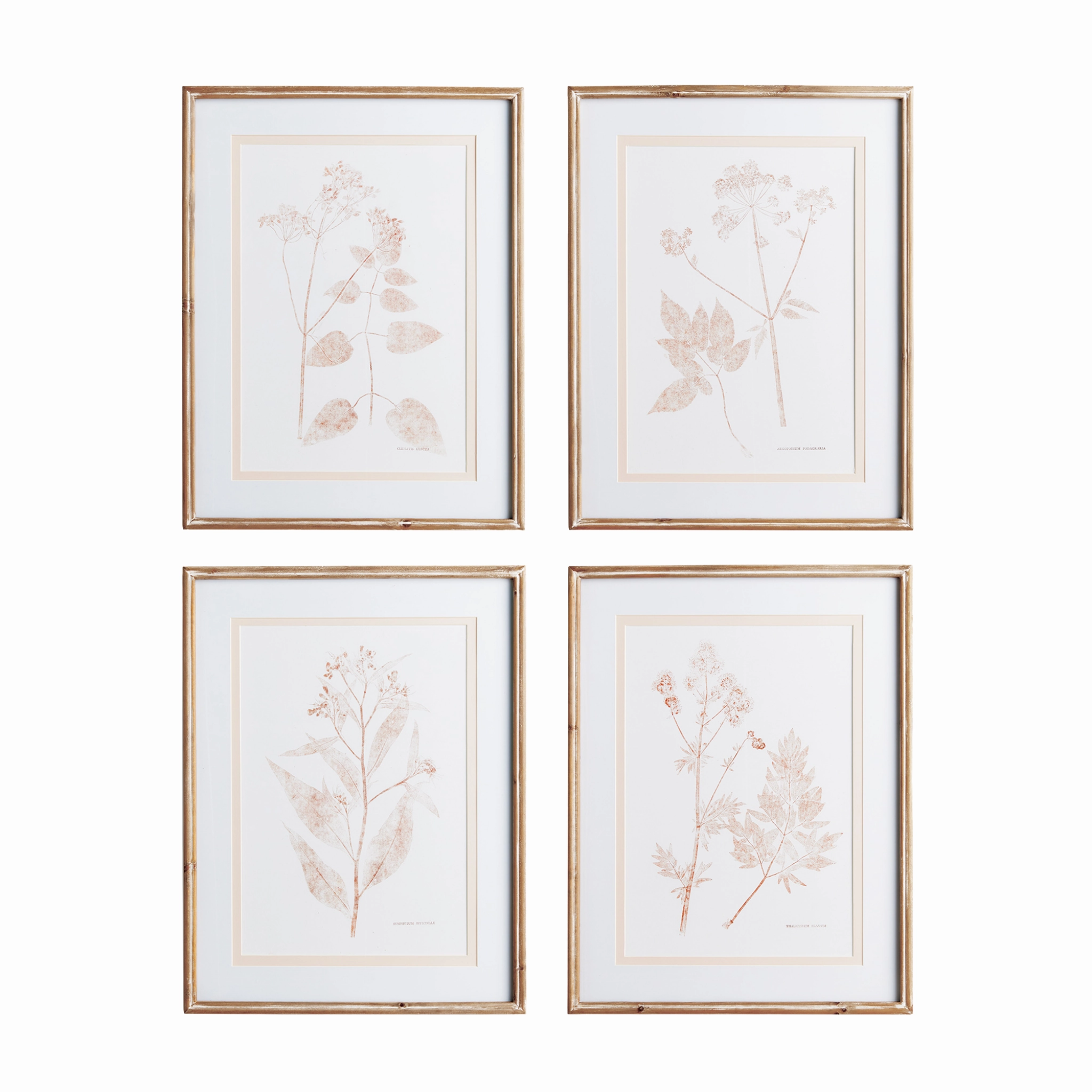 Set of 4 Framed Blush Botanical Study Wall Prints 