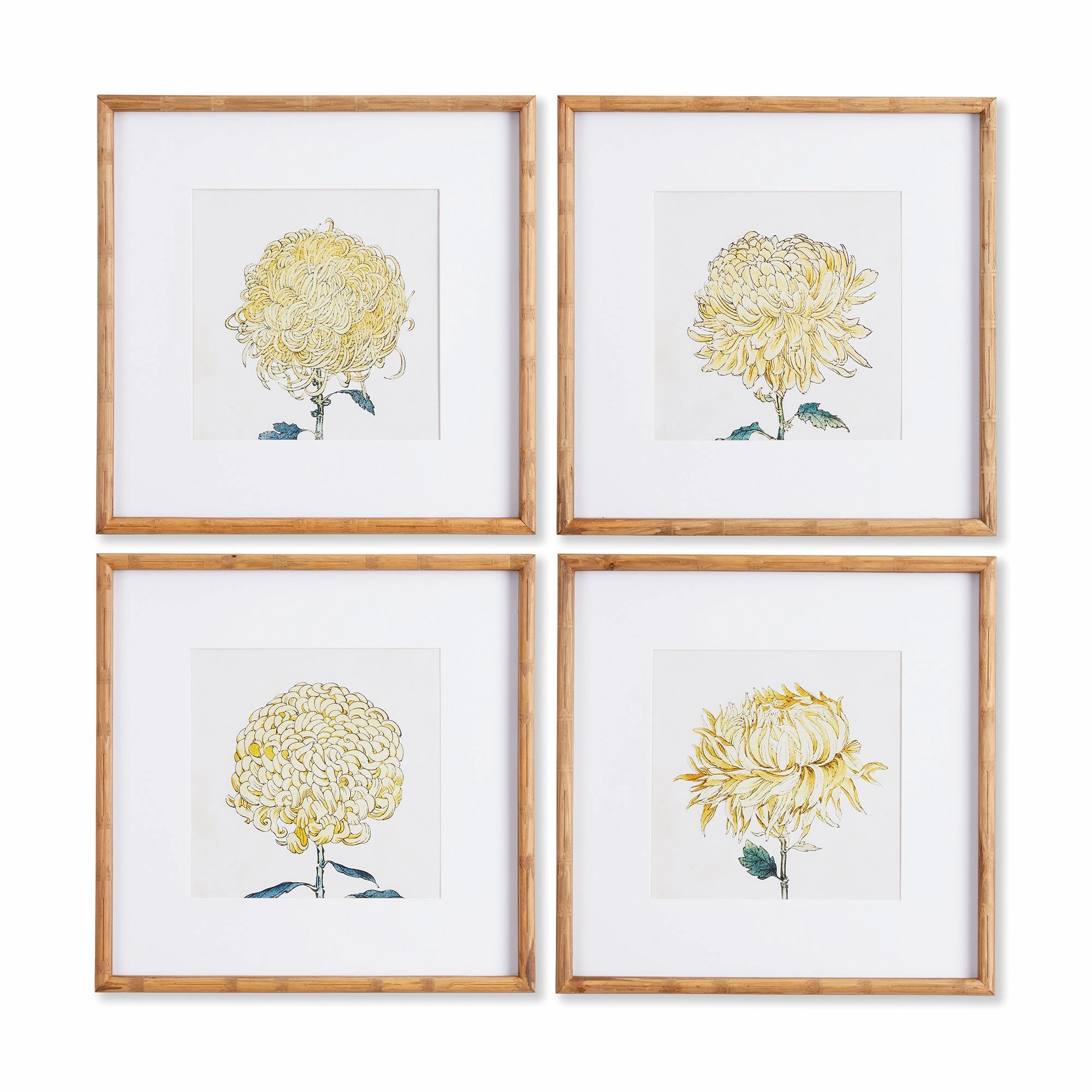 Set of 4 Framed Chrysanthemum Prints 