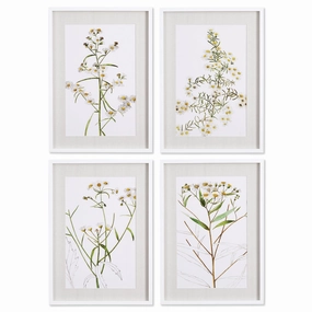 Set of 4 Framed Daisy Prints 