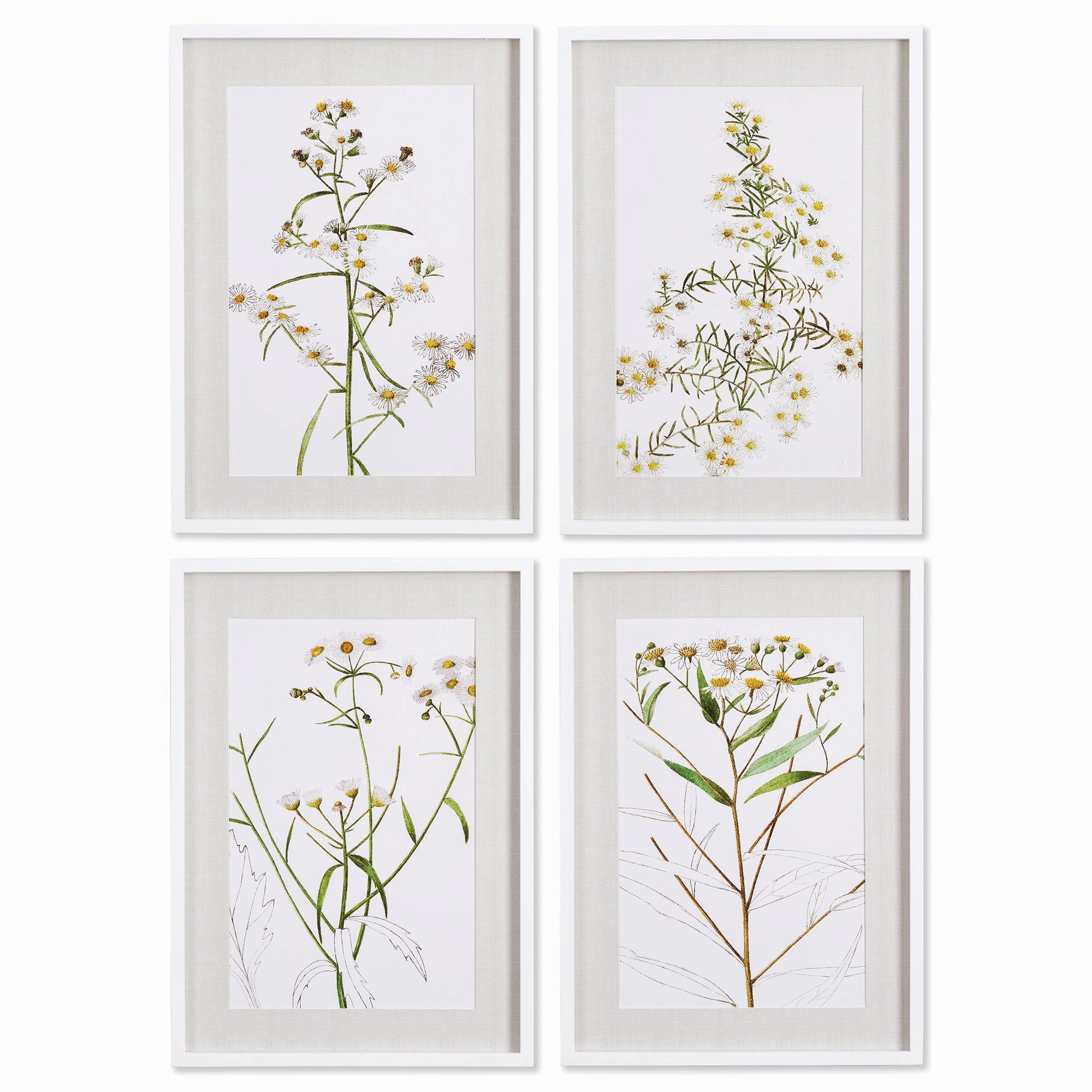 Set of 4 Framed Daisy Prints 