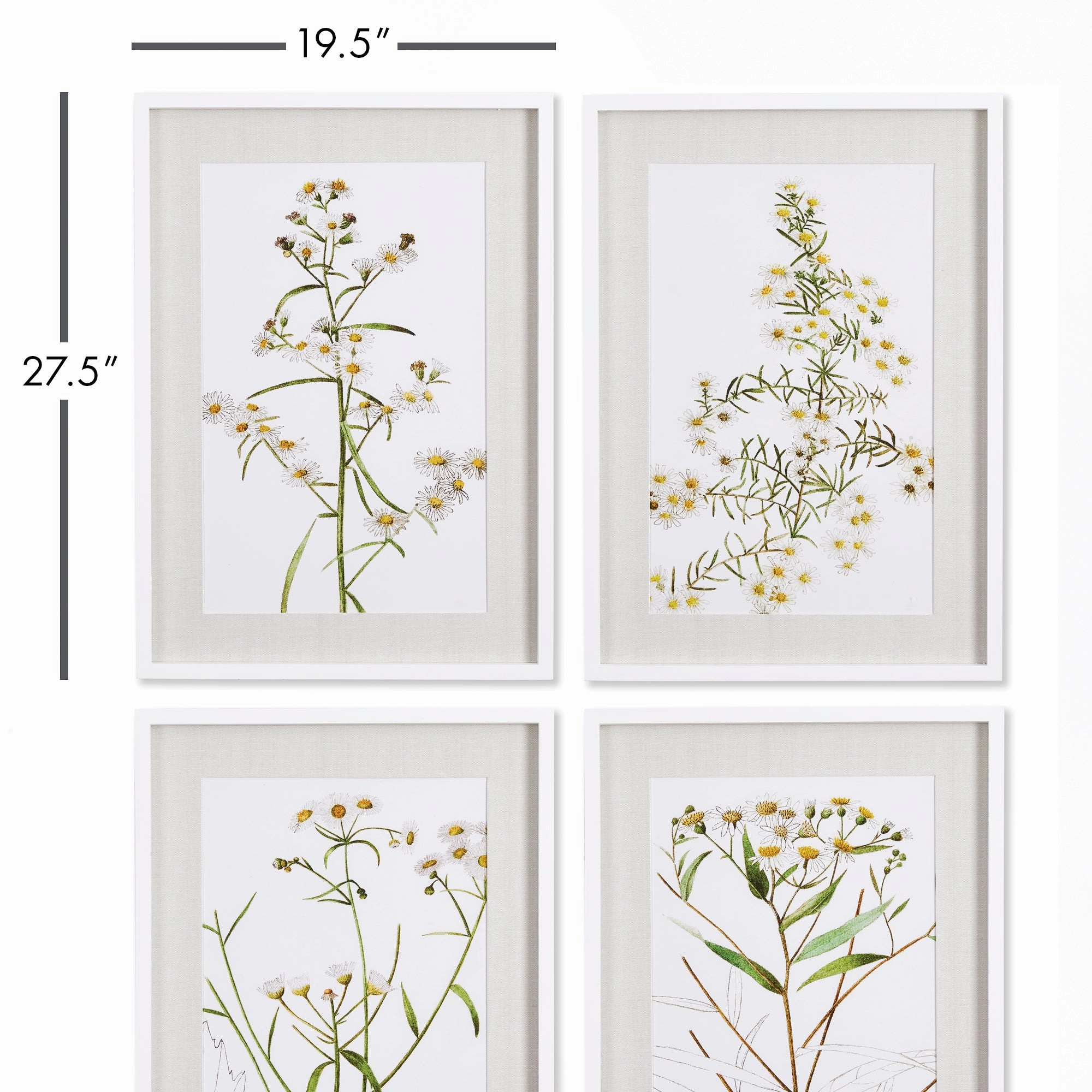 Set of 4 Framed Daisy Prints