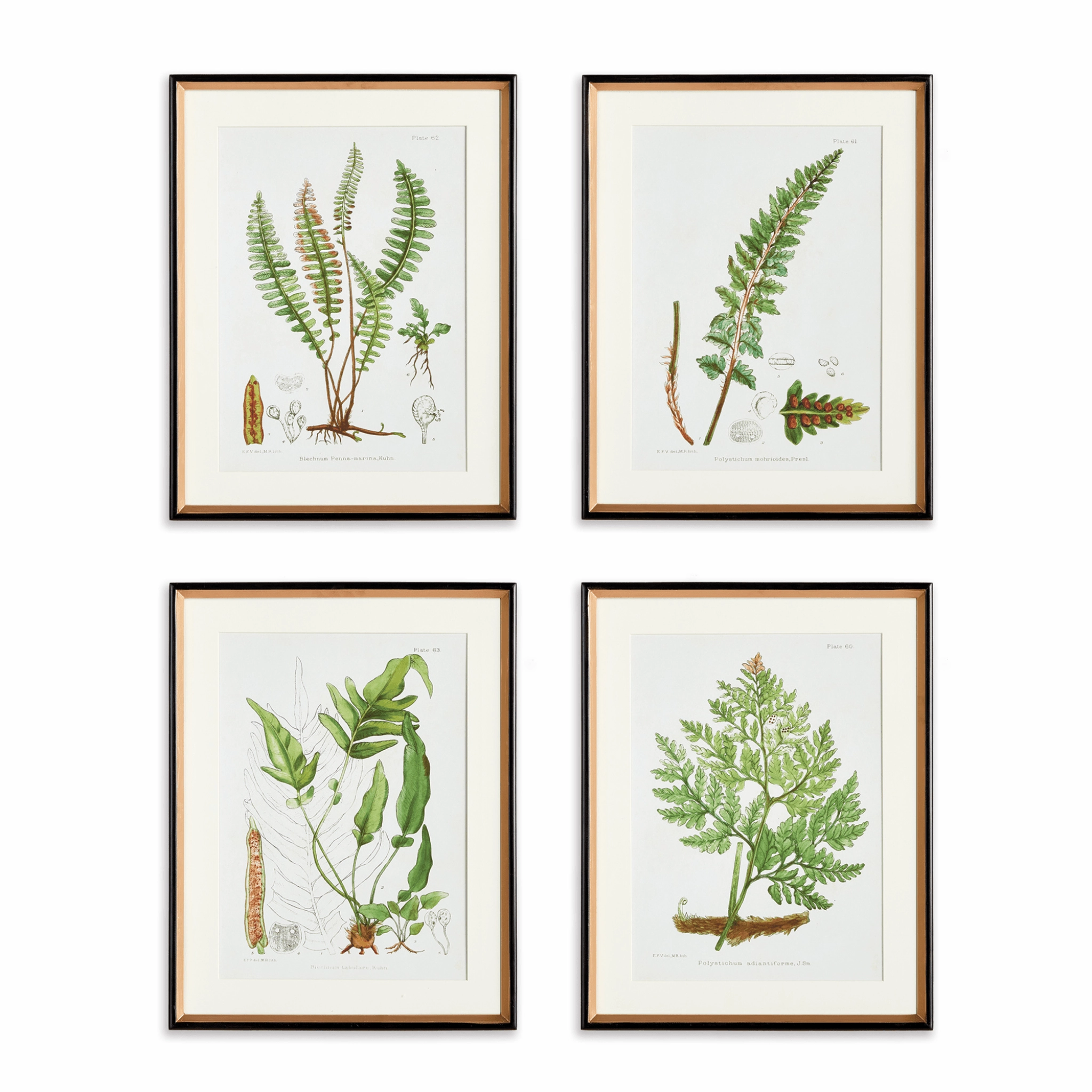 Set of 4 Structural Fern Study Framed Prints 