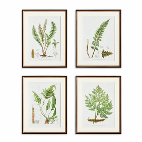 Set of 4 Structural Fern Study Framed Prints 
