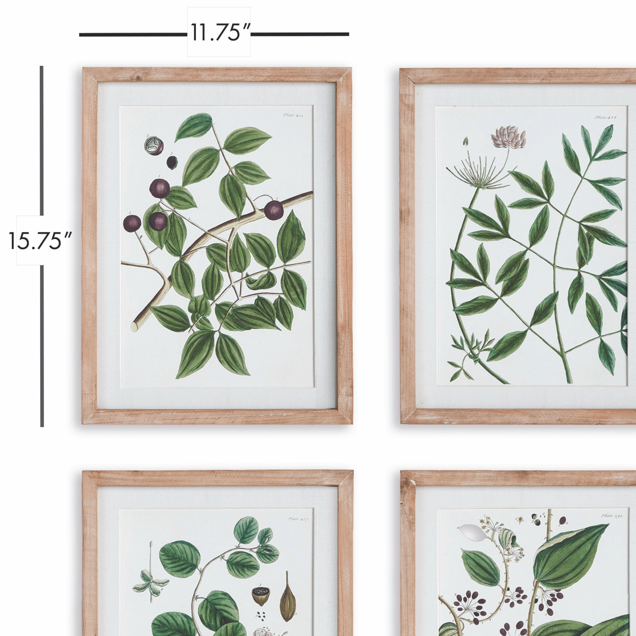 Set of 4 Verdant Branch Framed Prints