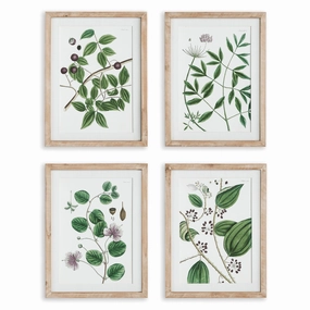 Set of 4 Verdant Branch Framed Prints 