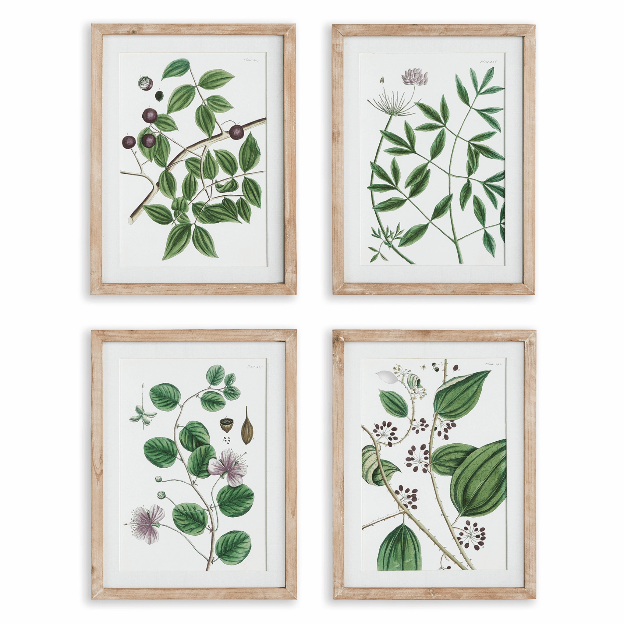 Set of 4 Verdant Branch Framed Prints 