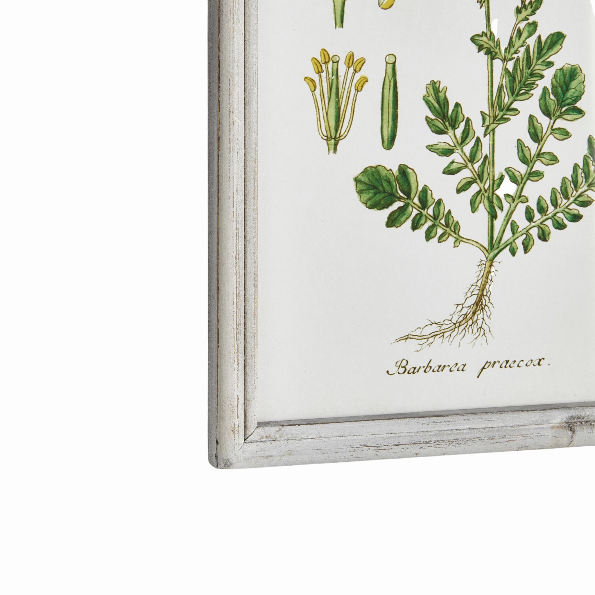 Set of 6 Botanical Study Perennial Framed Prints
