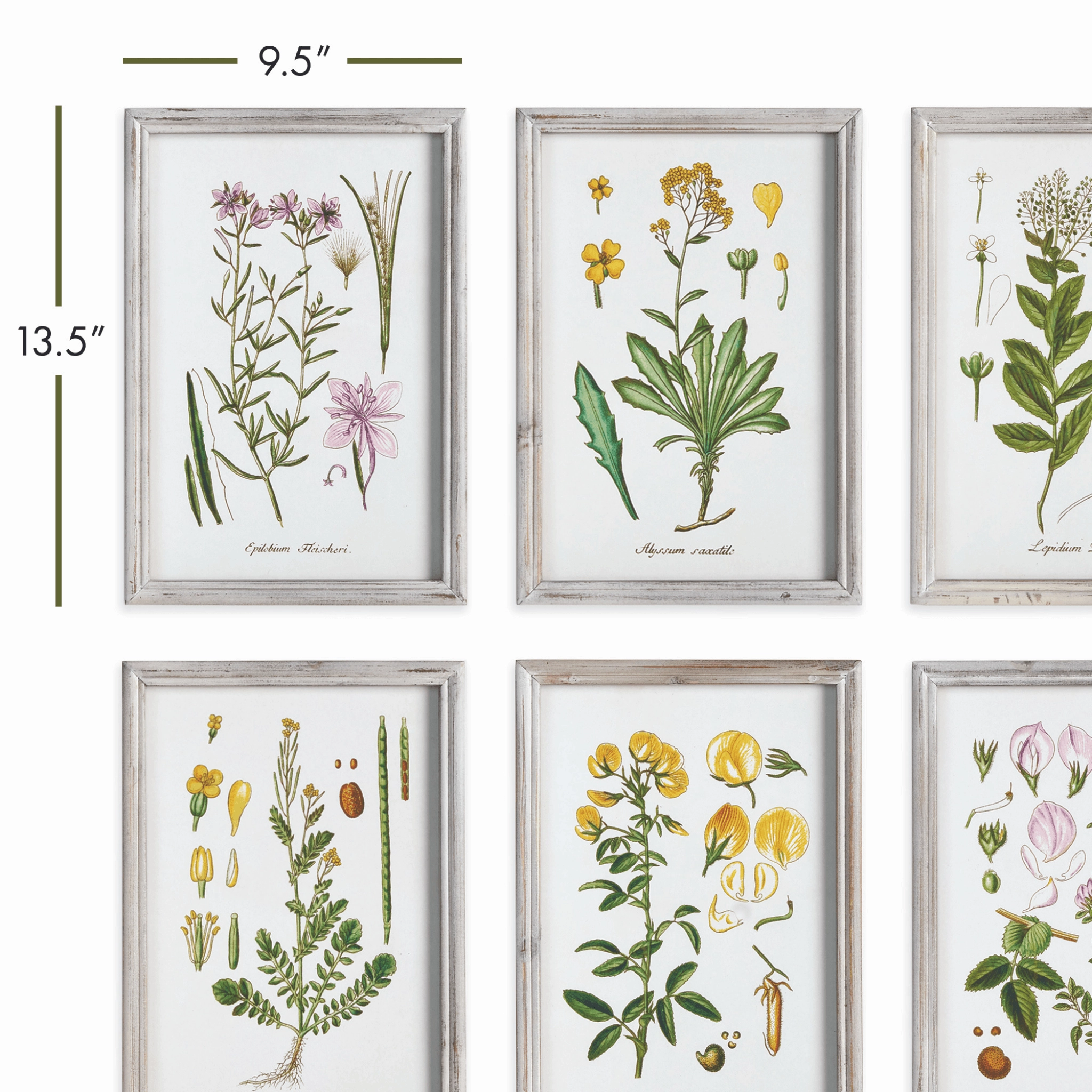 Set of 6 Botanical Study Perennial Framed Prints