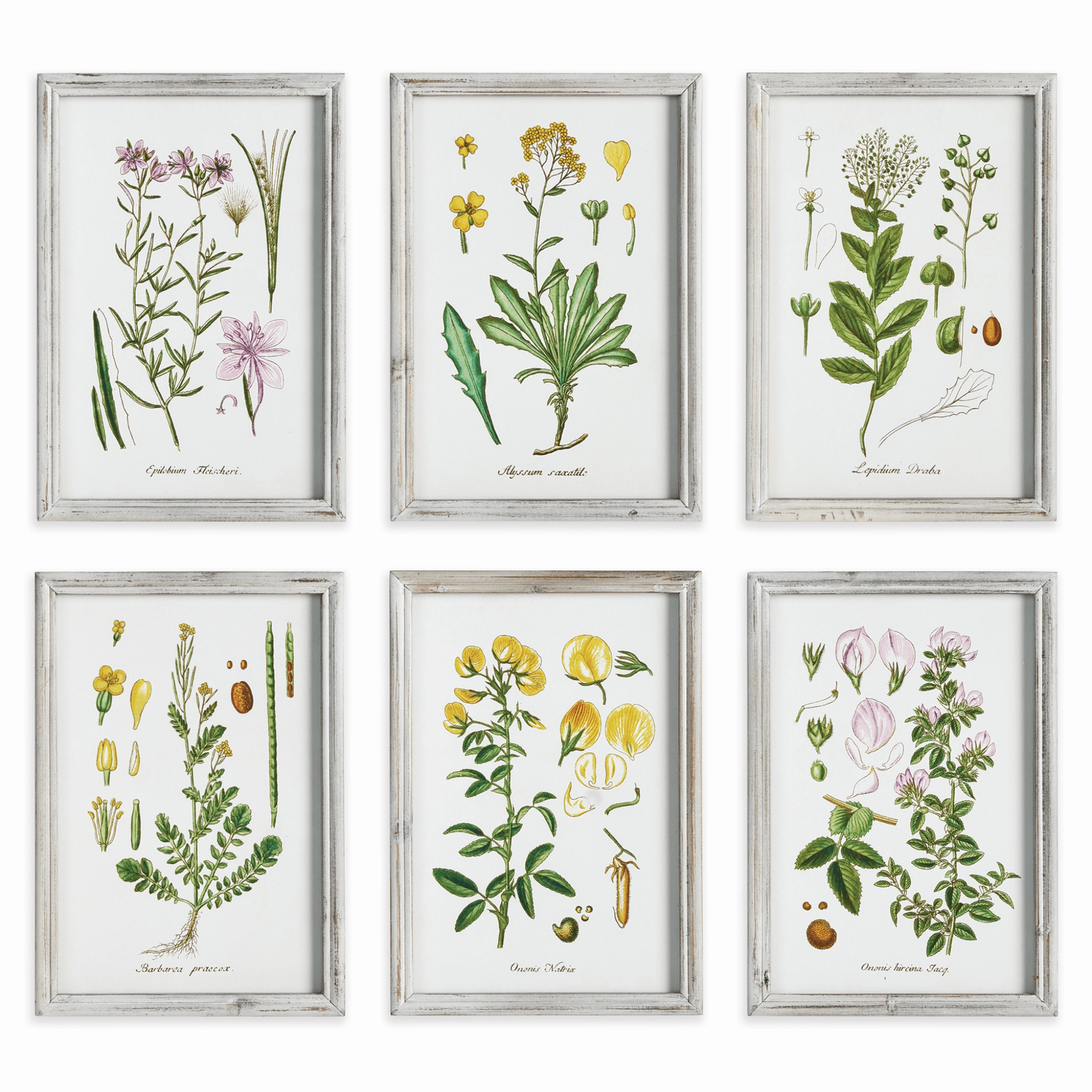 Set of 6 Botanical Study Perennial Framed Prints 