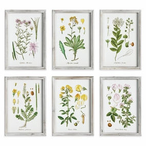 Set of 6 Botanical Study Perennial Framed Prints 
