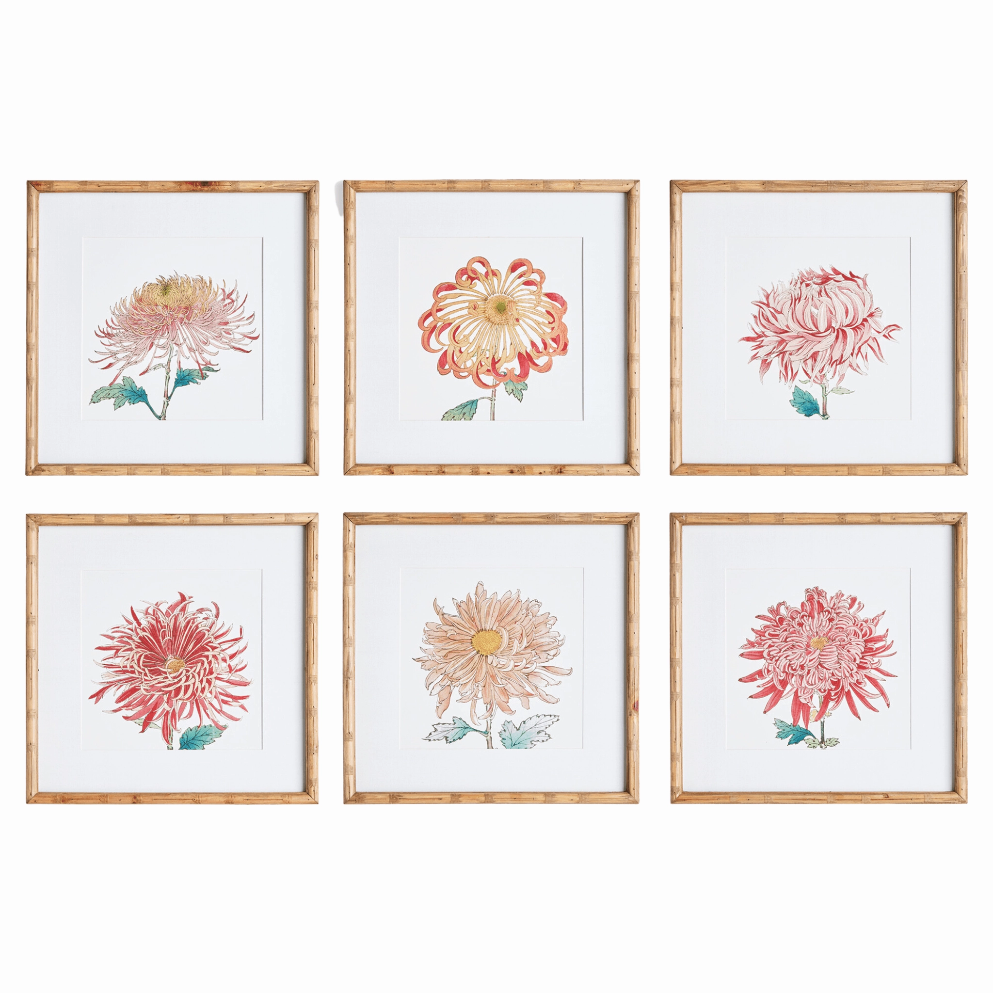 Set of 6 Colorful Chrysanthemum Framed Prints 