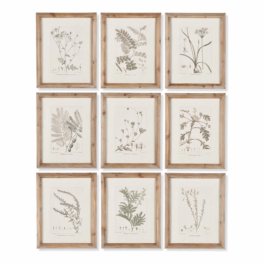 Set of 9 Botanical Framed Wall Art Illustrations 