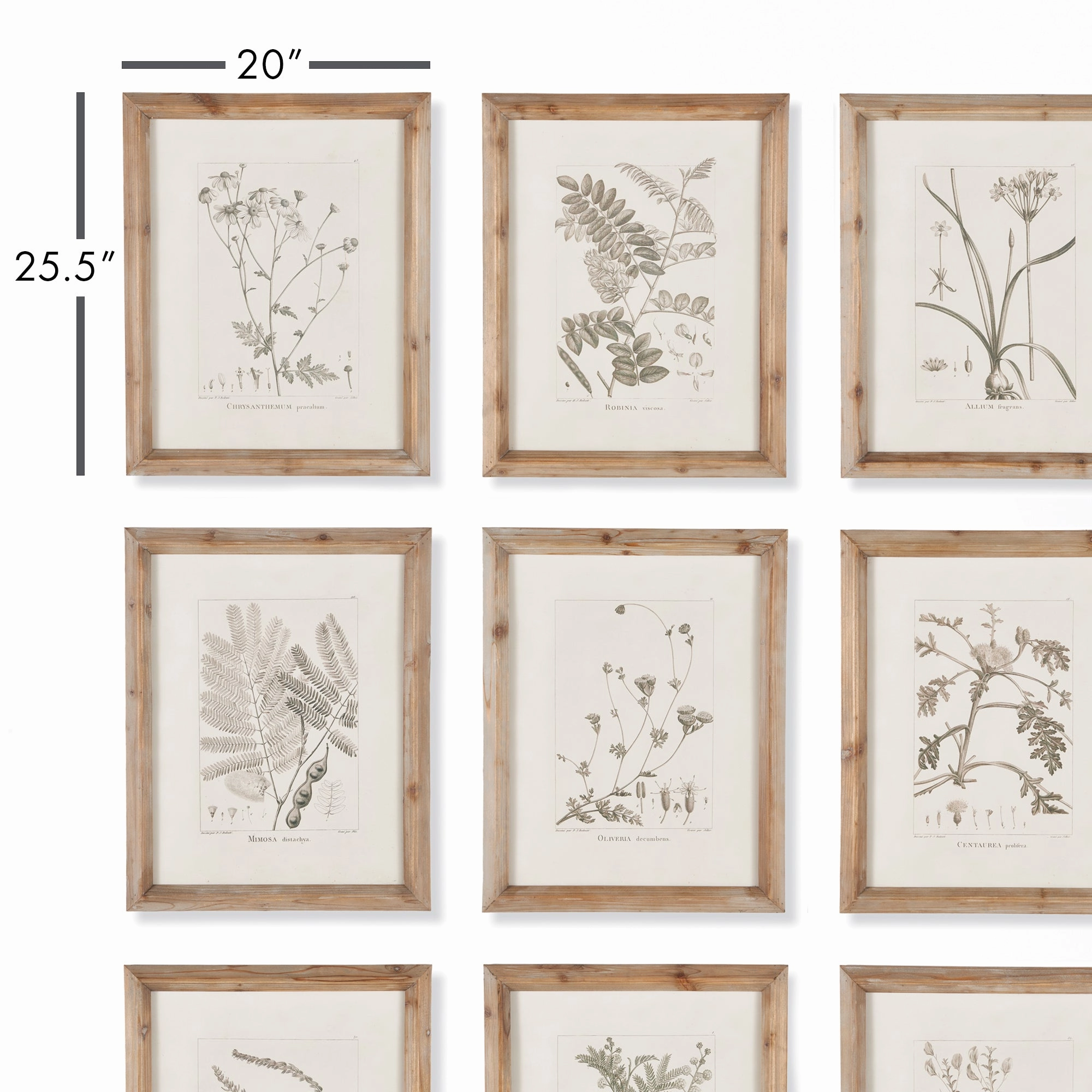 Set of 9 Botanical Framed Wall Art Illustrations