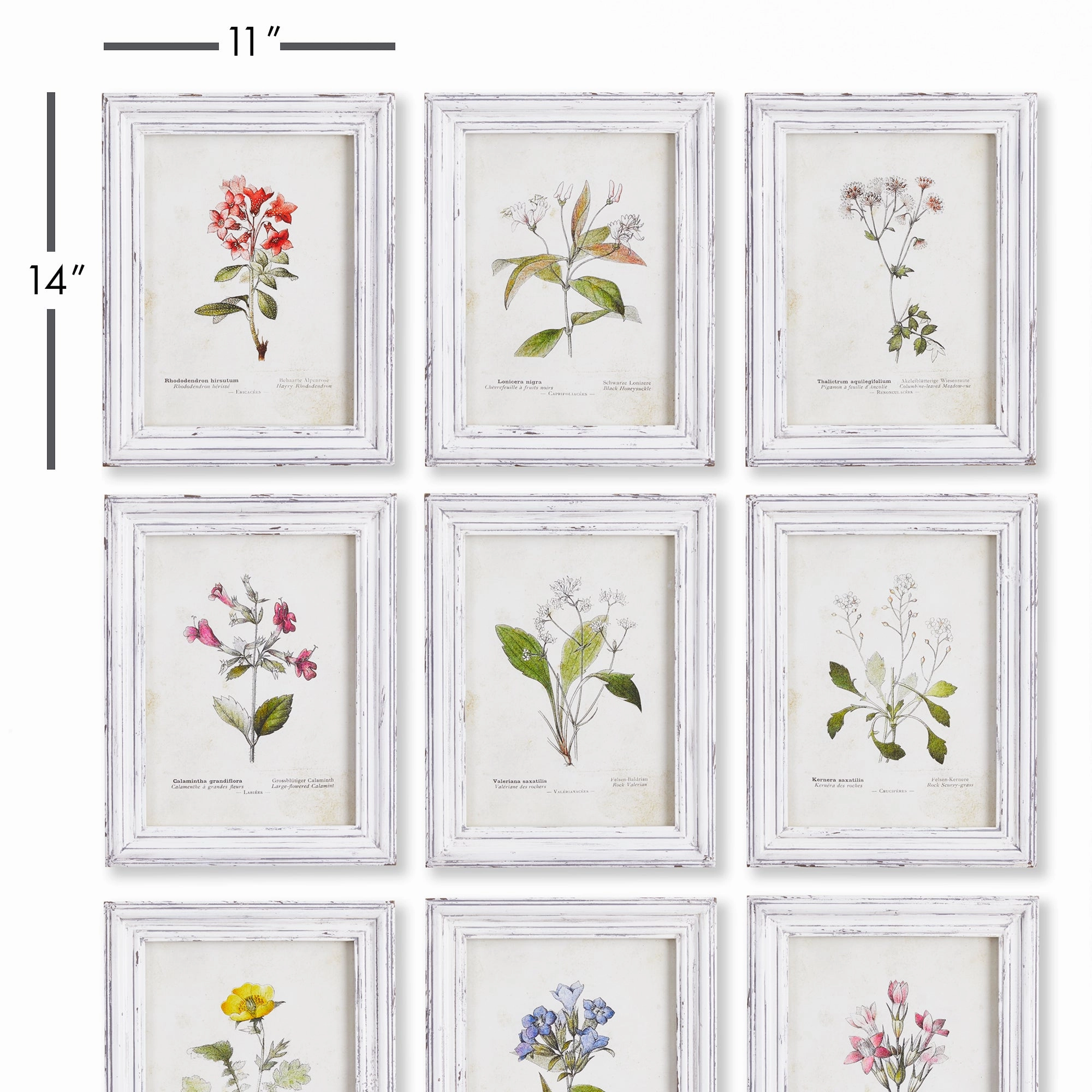 Set of 9 Framed Garden Meadow Study Prints