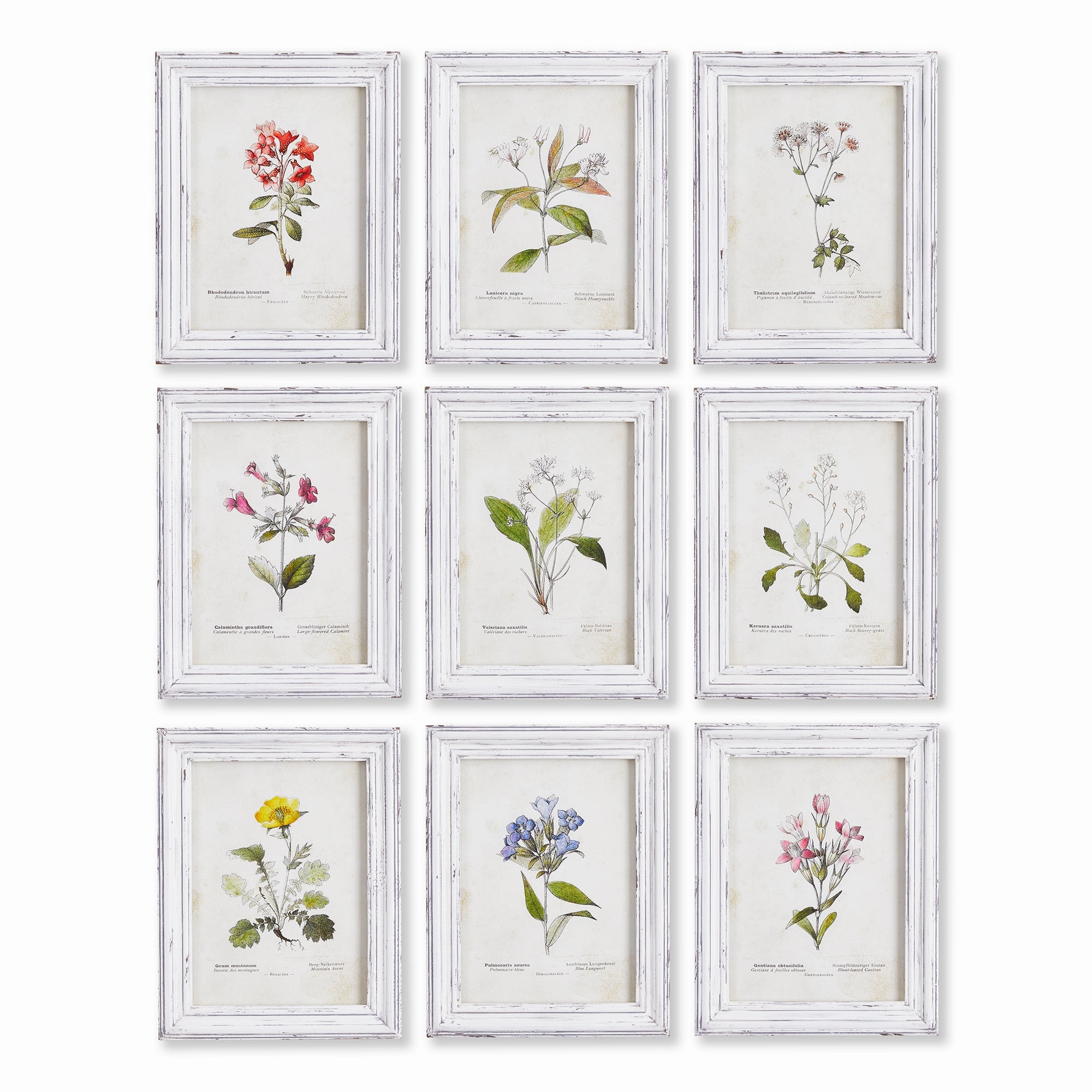 Set of 9 Framed Garden Meadow Study Prints 