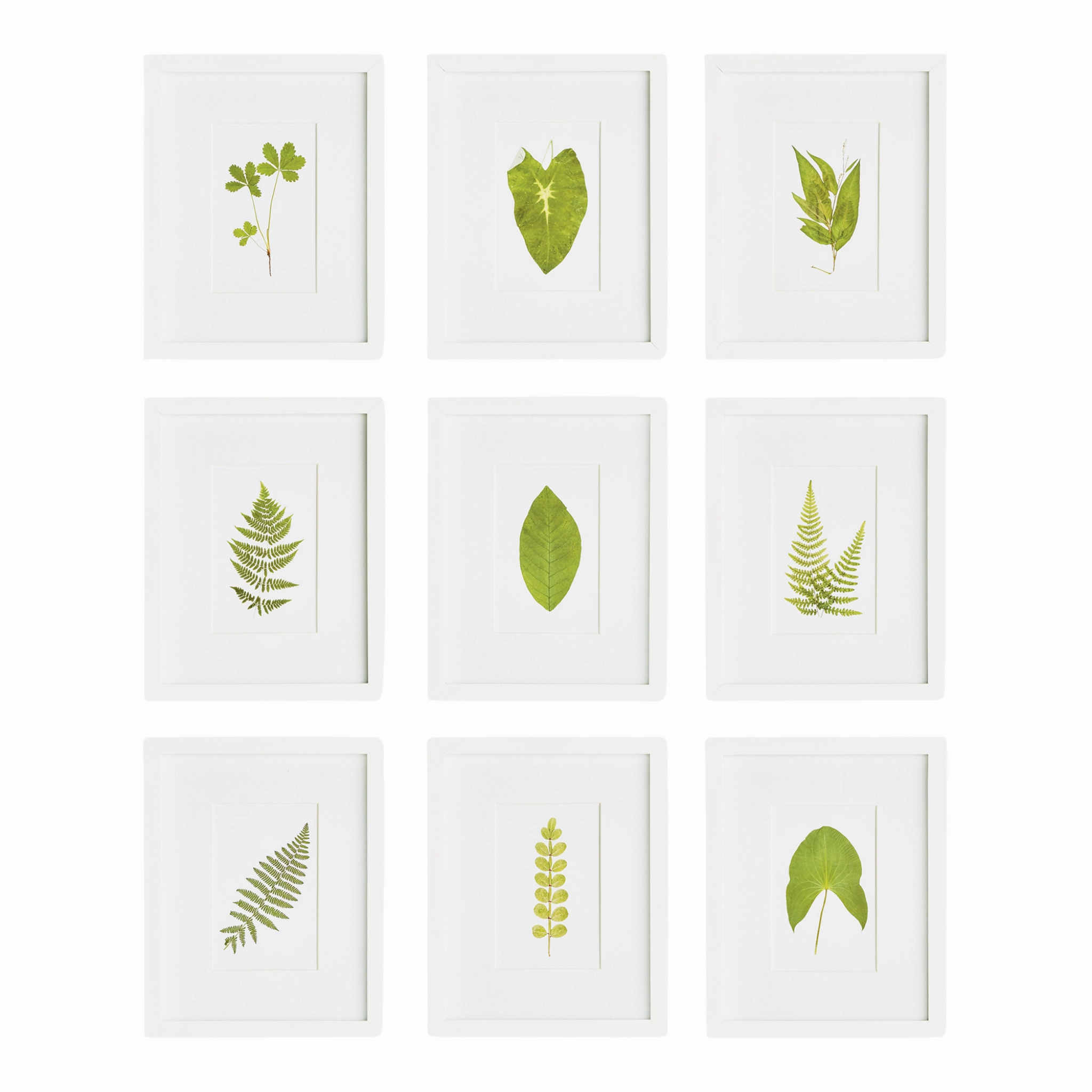 Set of 9 Framed Petite Green Leaf Wall Prints 