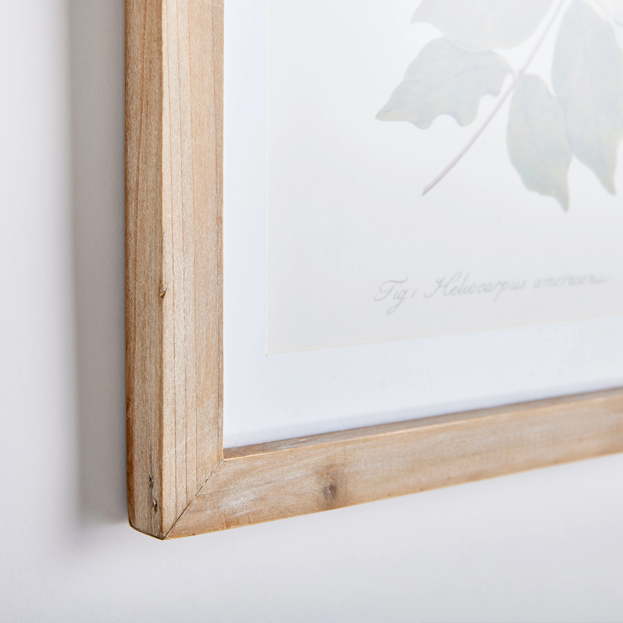 Set of Eight Framed Flora & Fauna Gallery Prints Wall Art